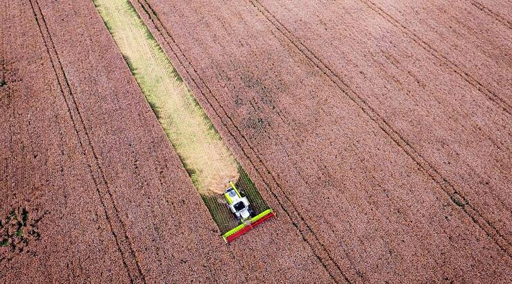 Landwirte in Sorge um die Ernte von Getreide und Raps